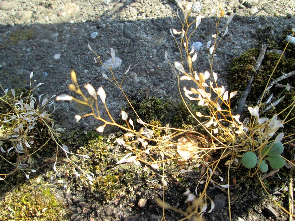 Ritzenbotanik: Frühlings-Hungerblümchen (Draba verna) oberhalb der A620 in Alt-Saarbrücken