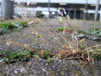 Ritzenbotanik: Frühlings-Hungerblümchen (Draba verna) am Hauptbahnhof Mannheim