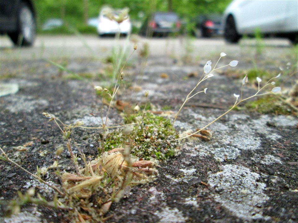 Ritzen-Botanik: Frühlings-Hungerblümchen (Draba verna) in Hockenheim