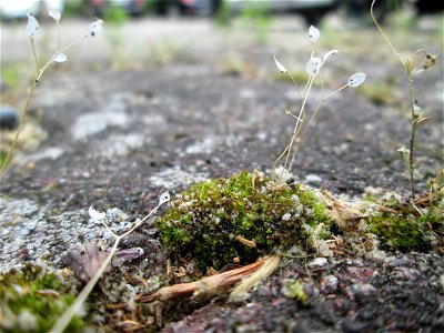 Ritzen-Botanik: Frühlings-Hungerblümchen (Draba verna) in Hockenheim