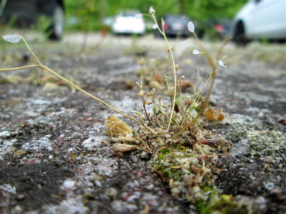 Ritzen-Botanik: Frühlings-Hungerblümchen (Draba verna) in Hockenheim