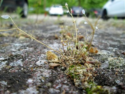 Ritzen-Botanik: Frühlings-Hungerblümchen (Draba verna) in Hockenheim