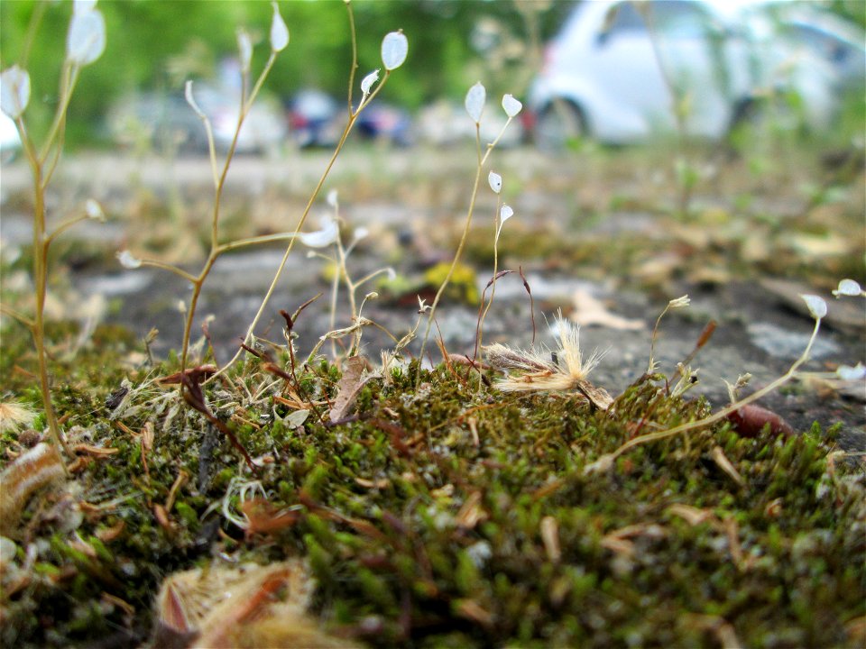 Ritzen-Botanik: Frühlings-Hungerblümchen (Draba verna) in Hockenheim