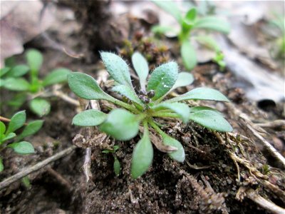 Grundblätter vom Frühlings-Hungerblümchen (Draba verna) auf dem Dreieichenbuckel im Naturschutzgebiet „Oftersheimer Dünen“