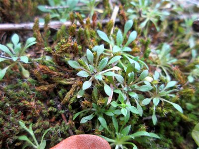 Grundblätter vom Frühlings-Hungerblümchen (Draba verna) auf dem Dreieichenbuckel im Naturschutzgebiet „Oftersheimer Dünen“