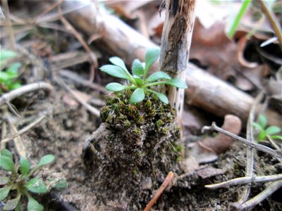 Grundblätter vom Frühlings-Hungerblümchen (Draba verna) auf dem Dreieichenbuckel im Naturschutzgebiet „Oftersheimer Dünen“