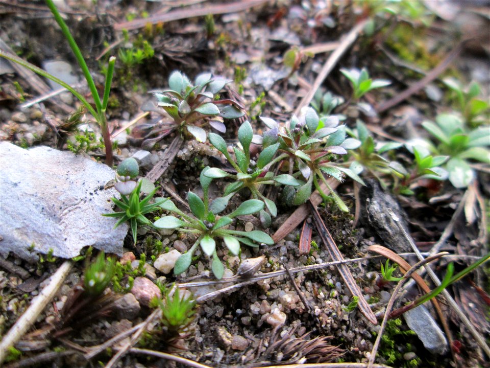 Grundblätter vom Frühlings-Hungerblümchen (Draba verna) in der Schwetzinger Hardt