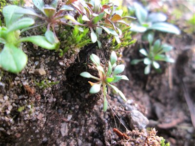 Grundblätter vom Frühlings-Hungerblümchen (Draba verna) in der Schwetzinger Hardt