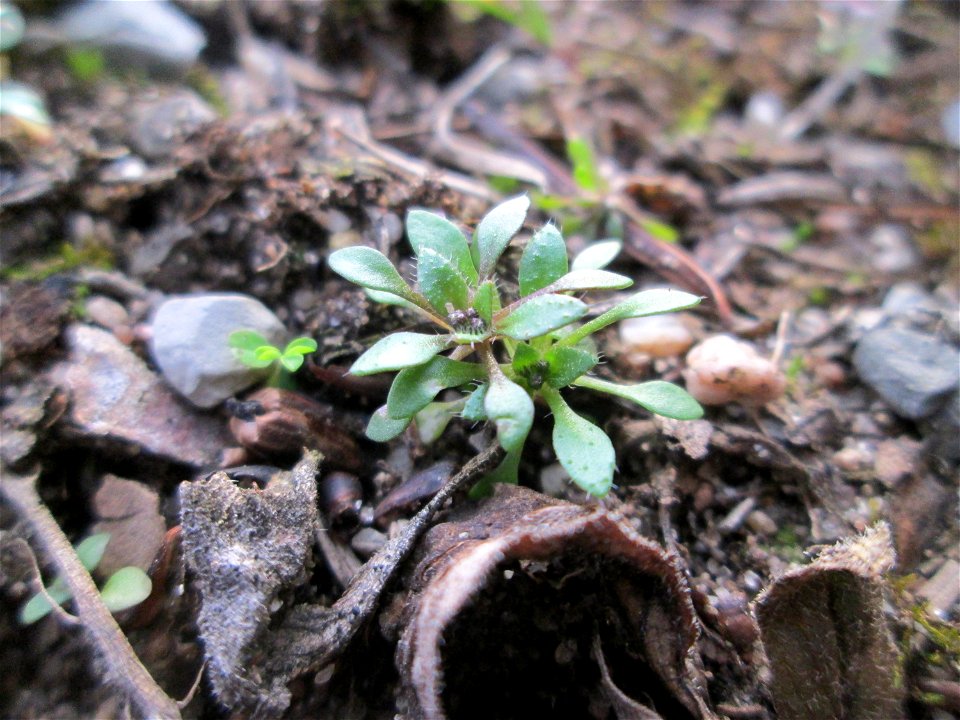 Grundblätter vom Frühlings-Hungerblümchen (Draba verna) in der Schwetzinger Hardt