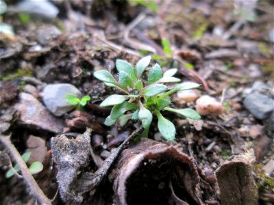 Grundblätter vom Frühlings-Hungerblümchen (Draba verna) in der Schwetzinger Hardt