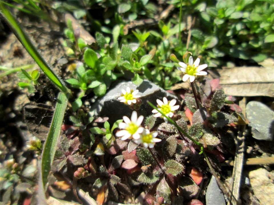 Erste blühnde Frühlings-Hungerblümchen (Draba verna) in der Schwetzinger Hardt