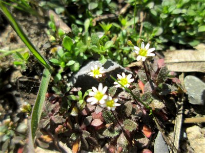 Erste blühnde Frühlings-Hungerblümchen (Draba verna) in der Schwetzinger Hardt