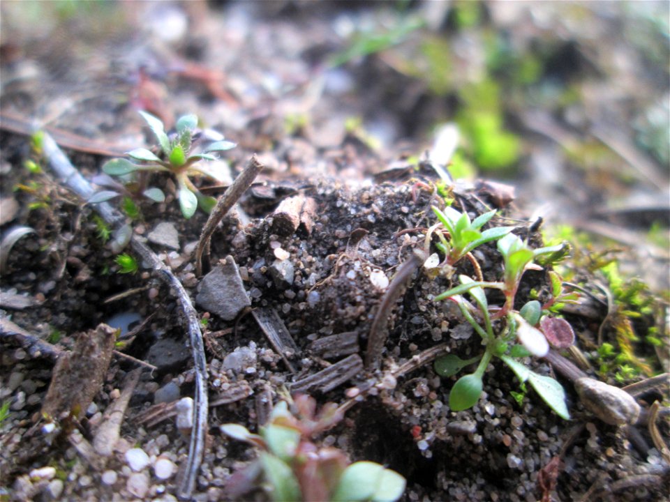 Grundblätter vom Frühlings-Hungerblümchen (Draba verna) in der Schwetzinger Hardt