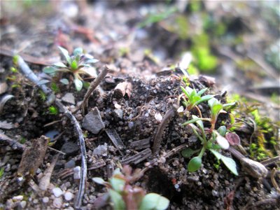Grundblätter vom Frühlings-Hungerblümchen (Draba verna) in der Schwetzinger Hardt