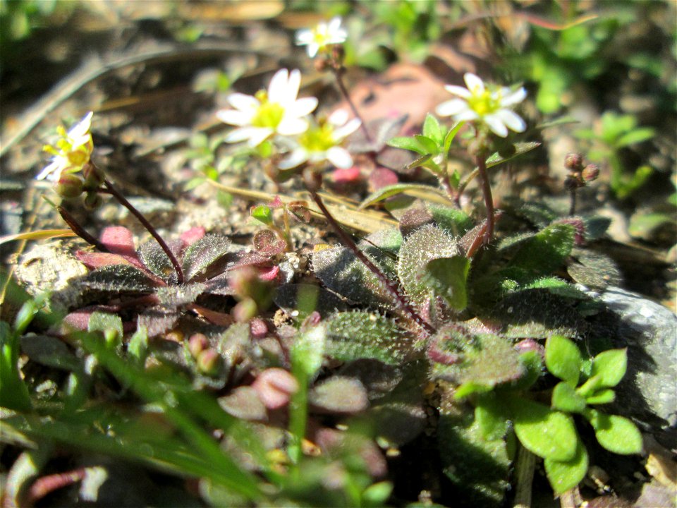 Erste blühnde Frühlings-Hungerblümchen (Draba verna) in der Schwetzinger Hardt