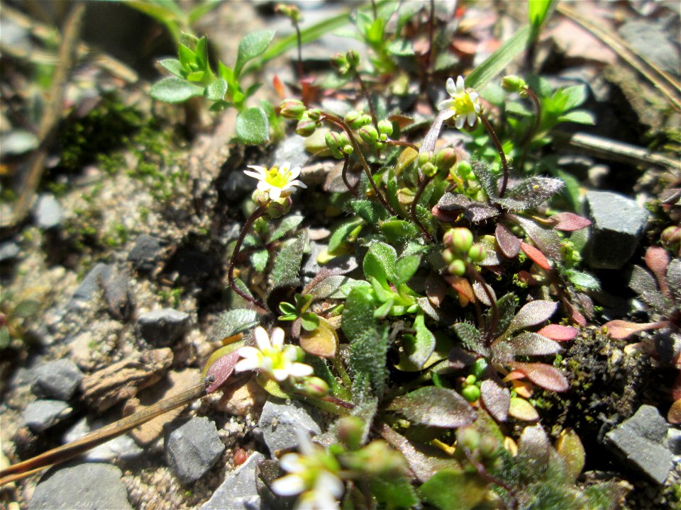 Erste blühnde Frühlings-Hungerblümchen (Draba verna) in der Schwetzinger Hardt