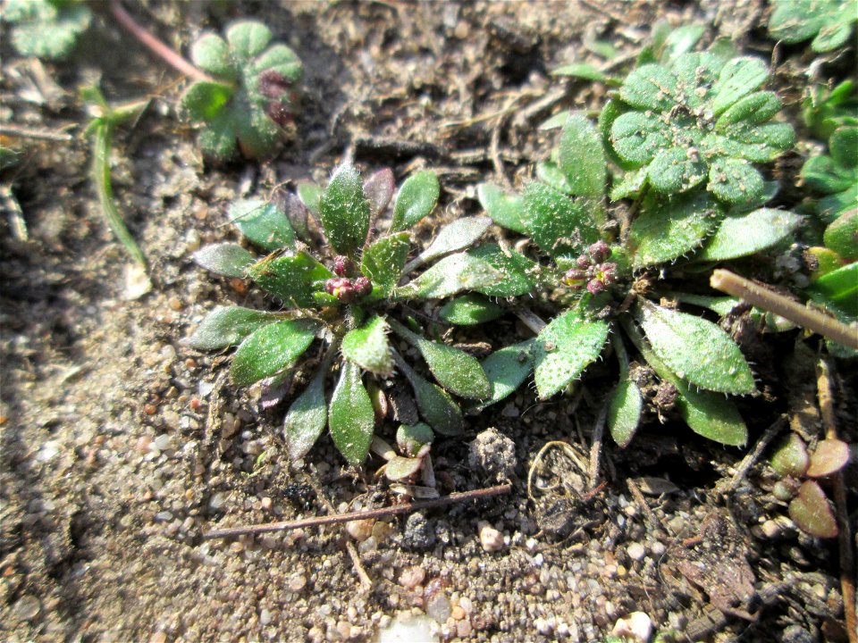 Grundblätter vom Frühlings-Hungerblümchen (Draba verna) bei Reilingen