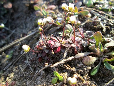 Frühlings-Hungerblümchen (Draba verna) bei Hockenheim