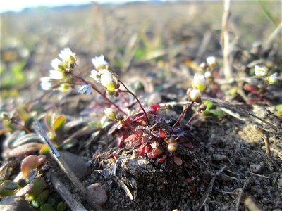 Frühlings-Hungerblümchen (Draba verna) bei Hockenheim, bildet jetzt einen weissen Flaum auf trockenen Wiesen