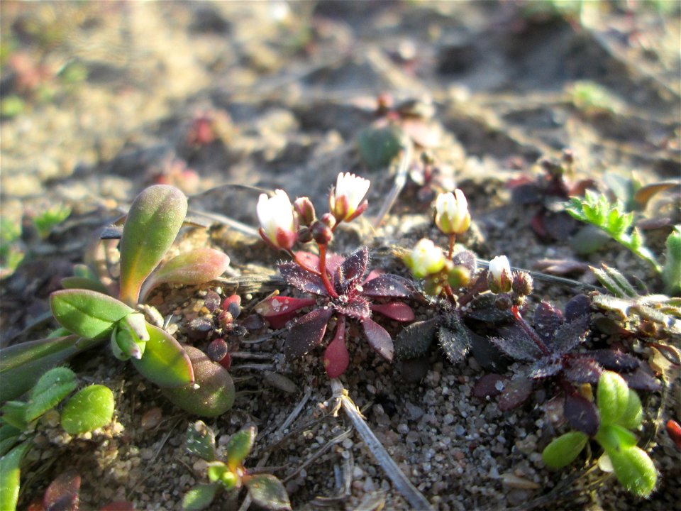 Frühlings-Hungerblümchen (Draba verna) bei Hockenheim, bildet jetzt einen weissen Flaum auf trockenen Wiesen