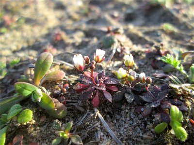 Frühlings-Hungerblümchen (Draba verna) bei Hockenheim, bildet jetzt einen weissen Flaum auf trockenen Wiesen