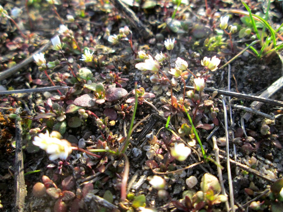 Frühlings-Hungerblümchen (Draba verna) bei Hockenheim, bildet jetzt einen weissen Flaum auf trockenen Wiesen