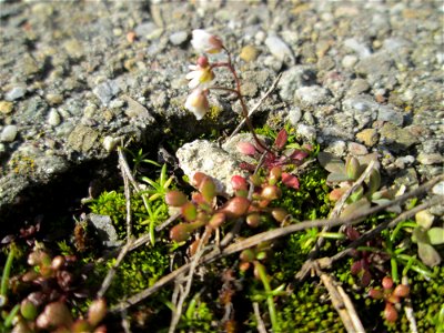Frühlings-Hungerblümchen (Draba verna) auf einem Parkplatz in Schwetzingen
