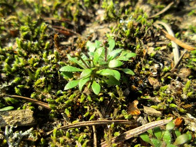Frühlings-Hungerblümchen (Draba verna) in der Schwetzinger Hardt