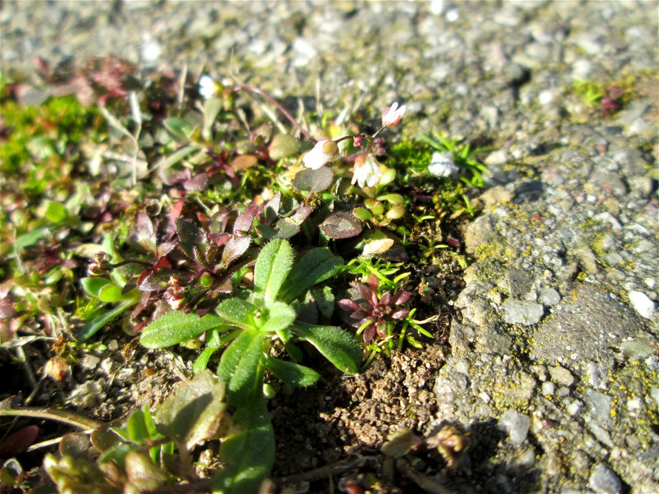 Frühlings-Hungerblümchen (Draba verna) auf einem Parkplatz in Schwetzingen