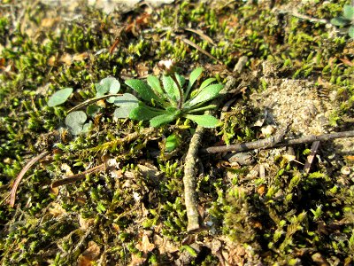 Frühlings-Hungerblümchen (Draba verna) in der Schwetzinger Hardt
