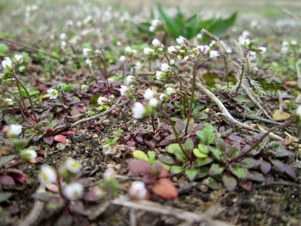 Frühlings-Hungerblümchen (Draba verna) auf einer kleinen Binnendüne (genannt „Wingertsbuckel“) bei Oftersheim (außerhalb vom Natur- und Landschaftsschutzgebiet „Oftersheimer Dünen“) - überdeckt die tr