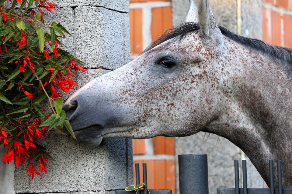 Smelling flowers outdoor gray horse