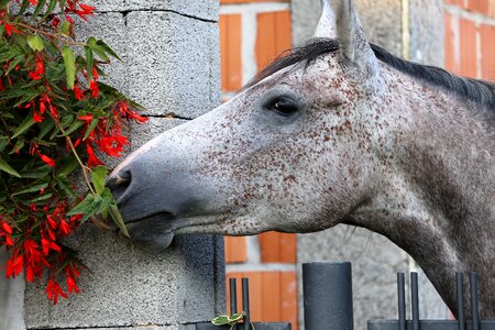 Smelling flowers outdoor gray horse