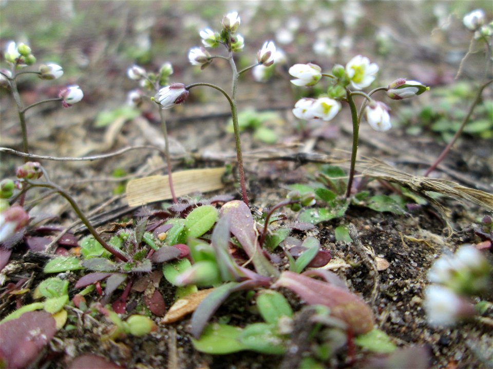 Frühlings-Hungerblümchen (Draba verna) auf einer kleinen Binnendüne (genannt „Wingertsbuckel“) bei Oftersheim (außerhalb vom Natur- und Landschaftsschutzgebiet „Oftersheimer Dünen“) - überdeckt die tr