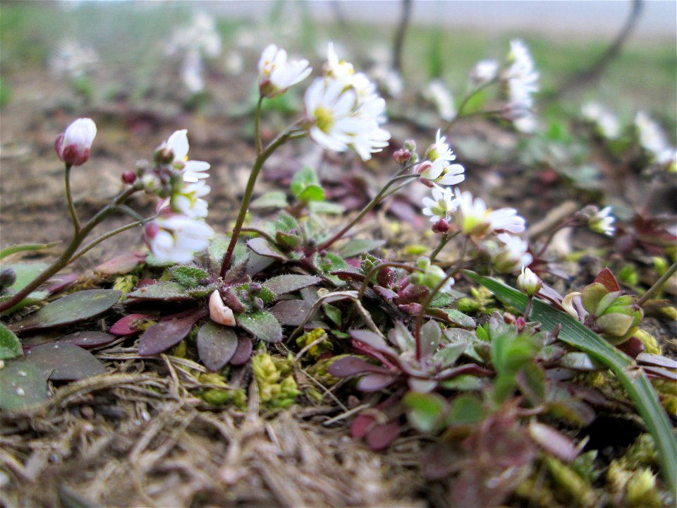 Frühlings-Hungerblümchen (Draba verna) am Feldrand bei Ketsch (Gemarkung Schwetzingen)