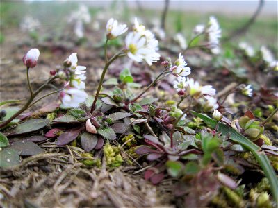 Frühlings-Hungerblümchen (Draba verna) am Feldrand bei Ketsch (Gemarkung Schwetzingen)
