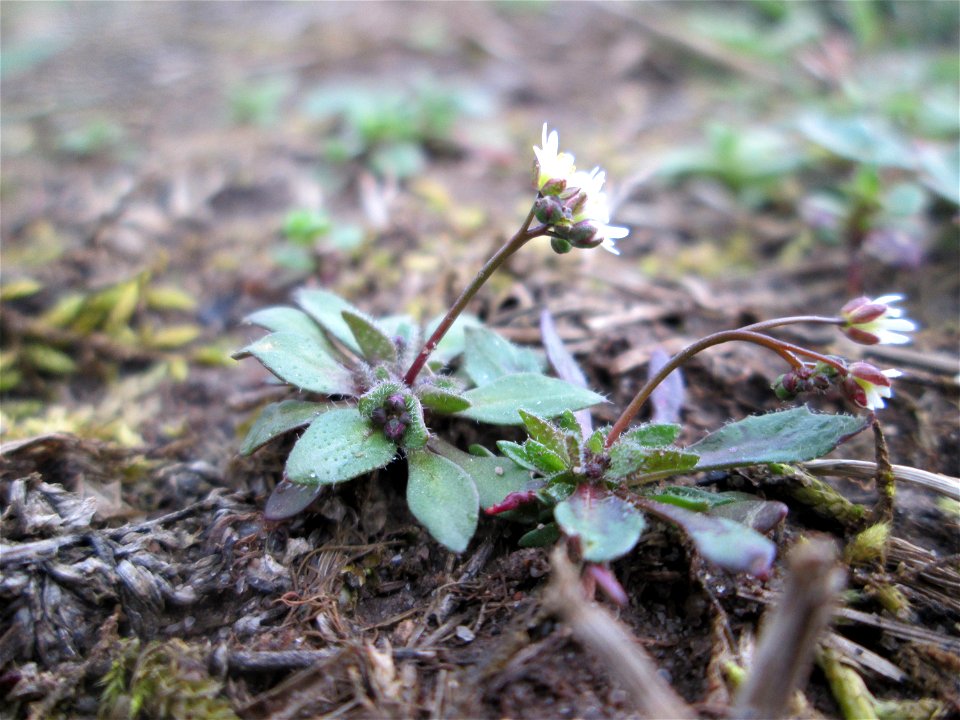 Frühlings-Hungerblümchen (Draba verna) am Feldrand bei Ketsch (Gemarkung Schwetzingen)