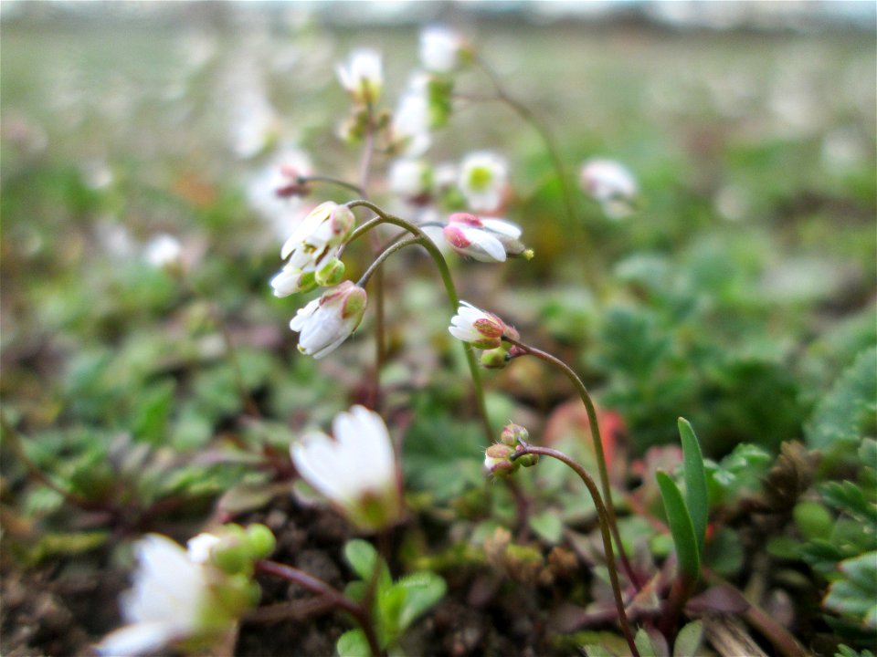 Frühlings-Hungerblümchen (Draba verna) im Gartenschaupark Hockenheim - gegenwärtig bildet es weiße Flaumteppiche aus