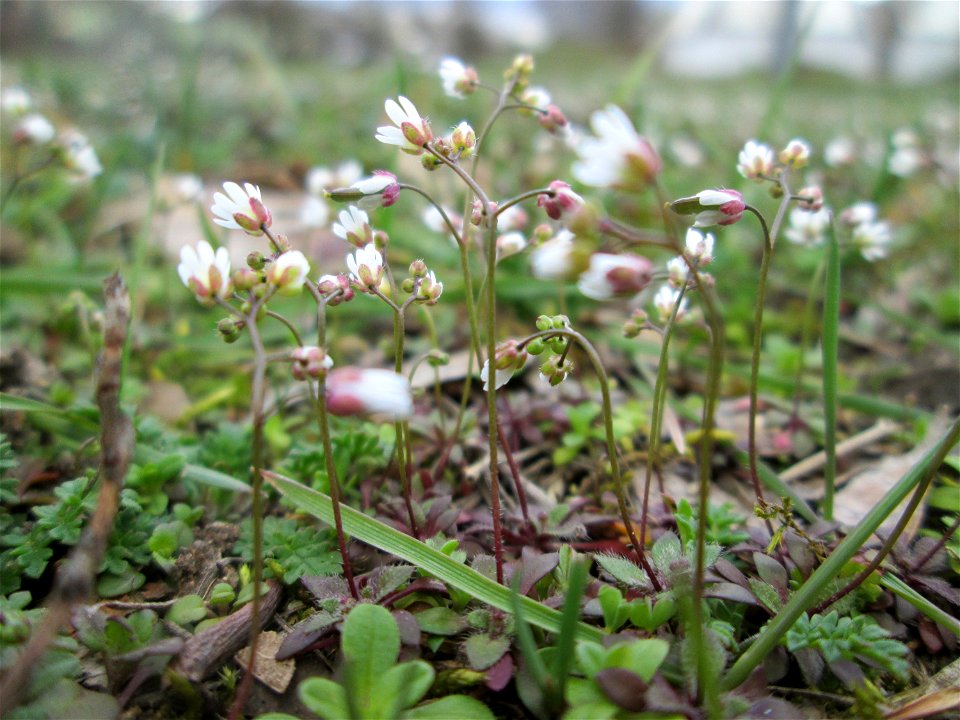 Frühlings-Hungerblümchen (Draba verna) im Gartenschaupark Hockenheim - gegenwärtig bildet es weiße Flaumteppiche aus
