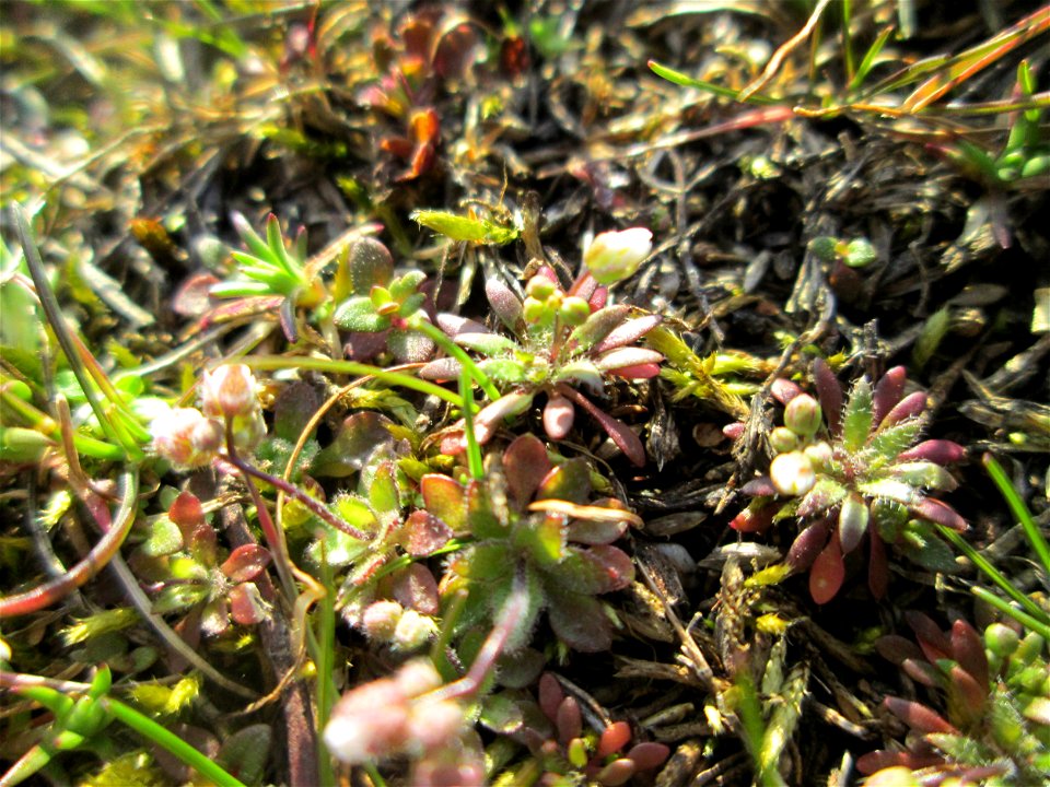 Frühlings-Hungerblümchen (Draba verna) auf einer Parkplatzwiese in Hockenheim - an diesem Standort in großen Mengen vorkommend