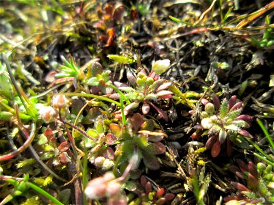 Frühlings-Hungerblümchen (Draba verna) auf einer Parkplatzwiese in Hockenheim - an diesem Standort in großen Mengen vorkommend
