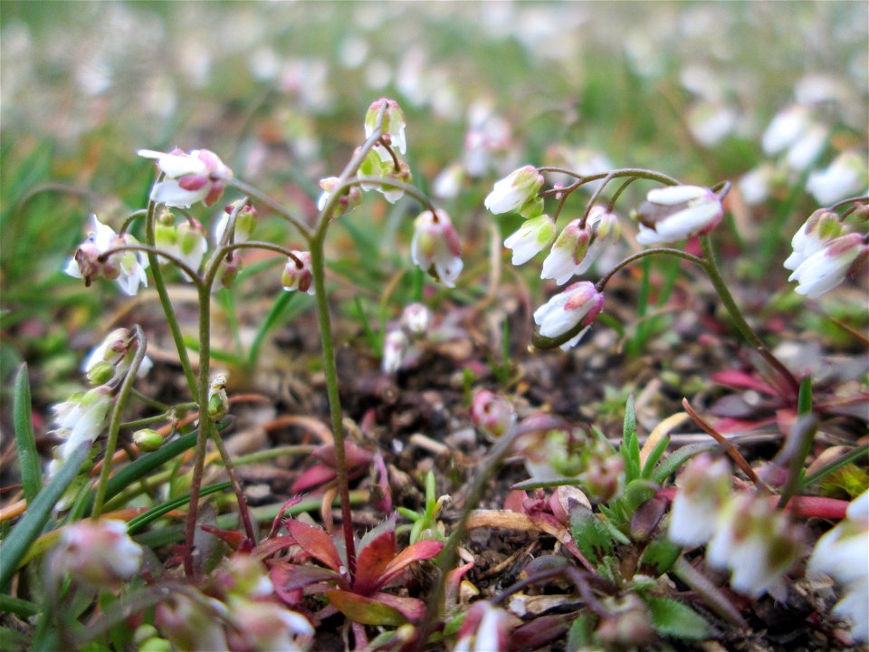 Frühlings-Hungerblümchen (Draba verna) auf einer Parkplatzwiese in Hockenheim - an diesem Standort in großen Mengen vorkommend