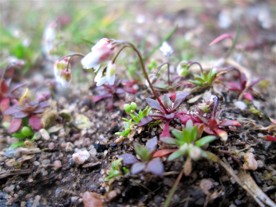 Frühlings-Hungerblümchen (Draba verna) auf einer Parkplatzwiese in Hockenheim - an diesem Standort in großen Mengen vorkommend