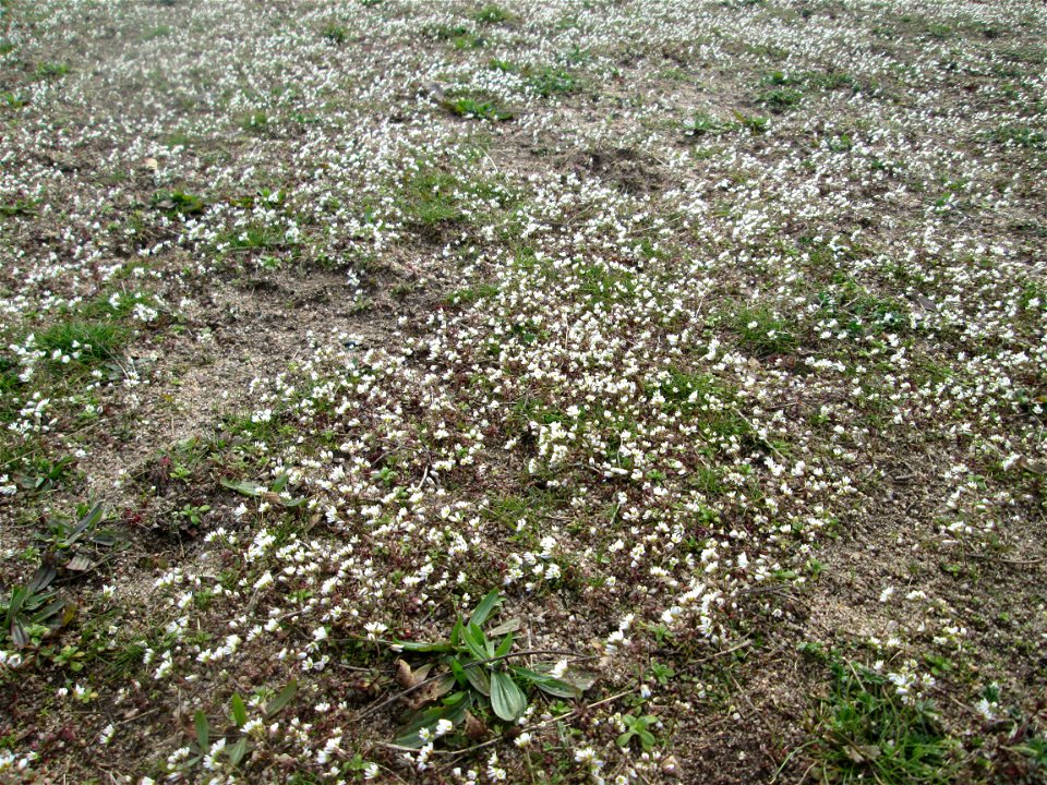 Frühlings-Hungerblümchen (Draba verna) bei Hockenheim - bedeckt eine Wiese mit weißem Flaum
