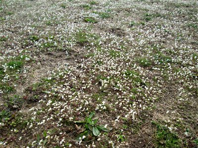 Frühlings-Hungerblümchen (Draba verna) bei Hockenheim - bedeckt eine Wiese mit weißem Flaum