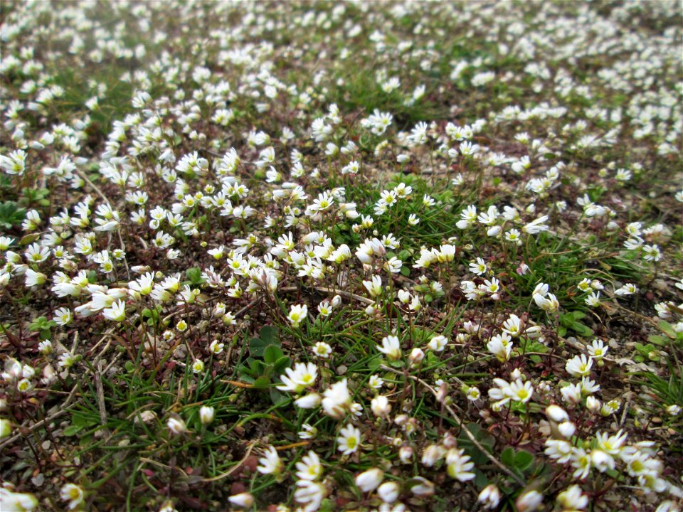 Frühlings-Hungerblümchen (Draba verna) bei Hockenheim - bedeckt eine Wiese mit weißem Flaum