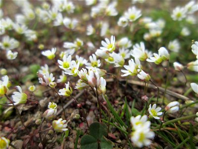 Frühlings-Hungerblümchen (Draba verna) bei Hockenheim - bedeckt eine Wiese mit weißem Flaum