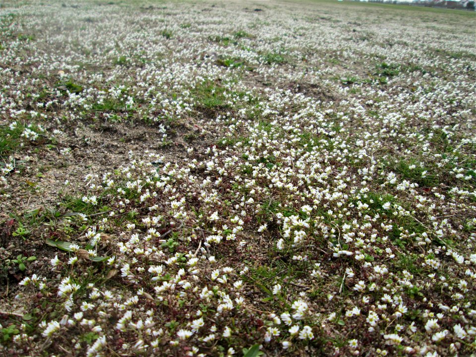 Frühlings-Hungerblümchen (Draba verna) bei Hockenheim - bedeckt eine Wiese mit weißem Flaum