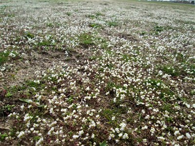Frühlings-Hungerblümchen (Draba verna) bei Hockenheim - bedeckt eine Wiese mit weißem Flaum