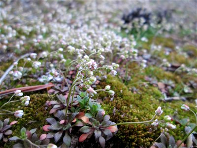 Frühlings-Hungerblümchen (Draba verna) in der Schwetzinger Hardt